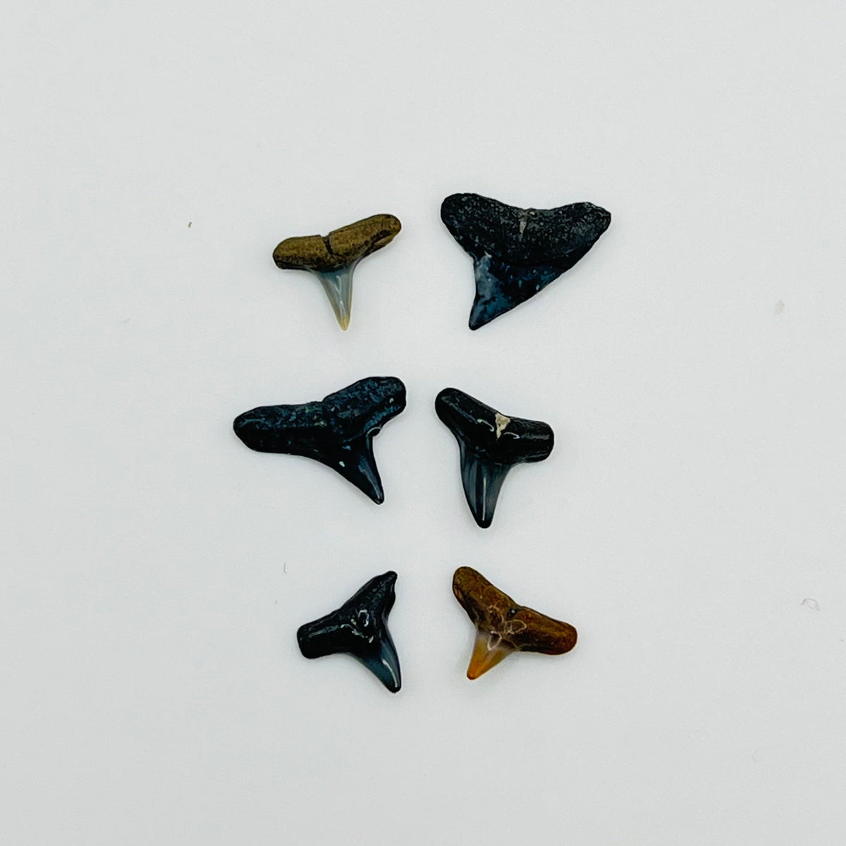 Set of 6 Tiny Shark Teeth - 1/12 Scale Dollhouse Miniature