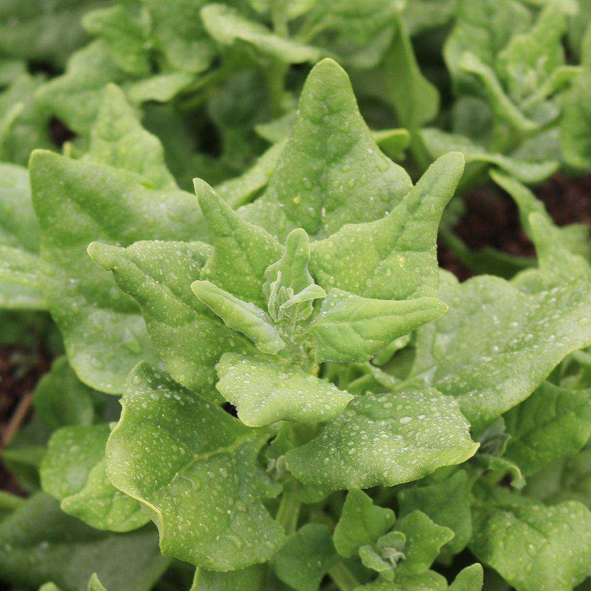 Leafy Greens Seeds