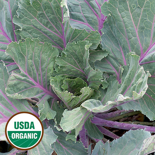 Leafy Greens Seeds